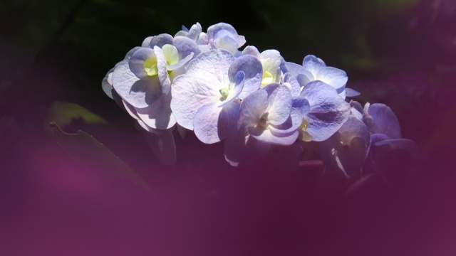 本土寺の紫陽花