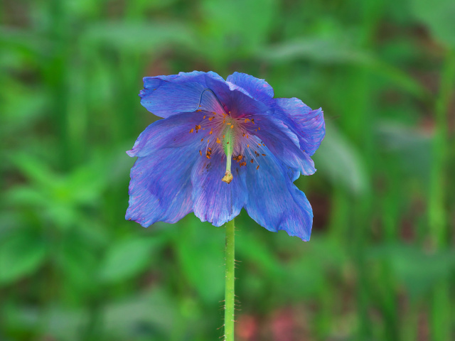 北海道ガーデンの花