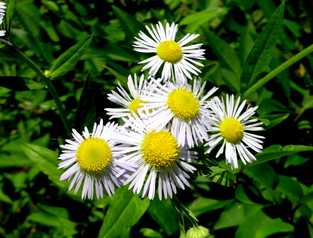 野に咲く花