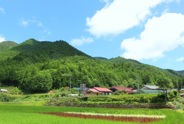 夏の里山