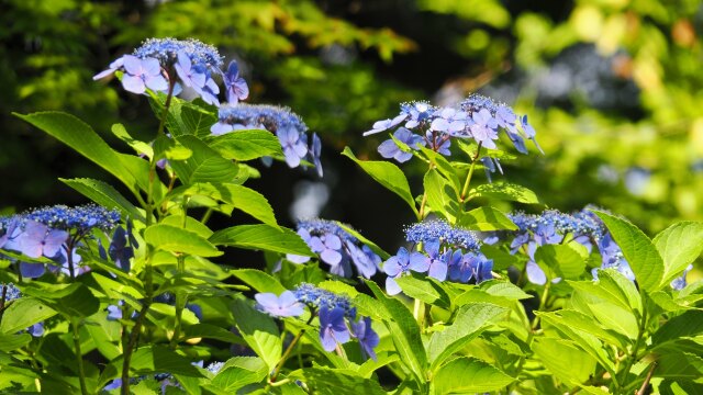 本土寺の紫陽花