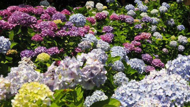 本土寺の紫陽花