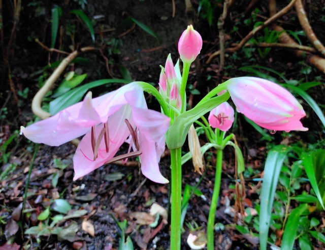 ユリの花