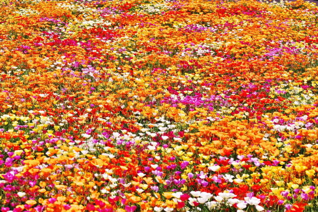 北海道ガーデンの花