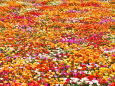 北海道ガーデンの花