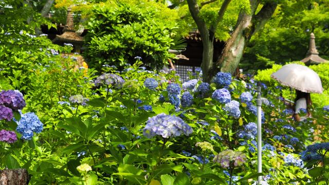 本土寺の紫陽花