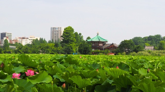 夏の不忍池