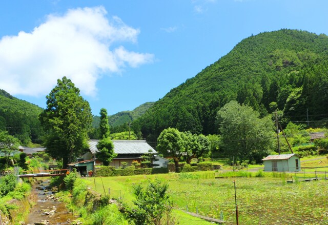 夏の里山