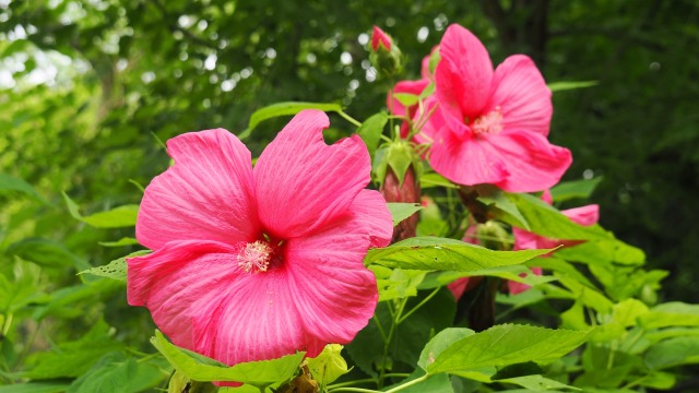 長居植物園のアメリカフヨウ