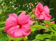 長居植物園のアメリカフヨウ