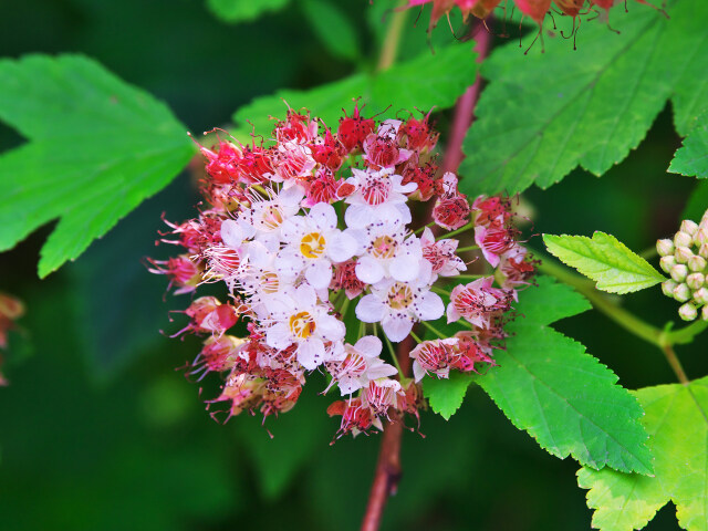 北海道ガーデンの花