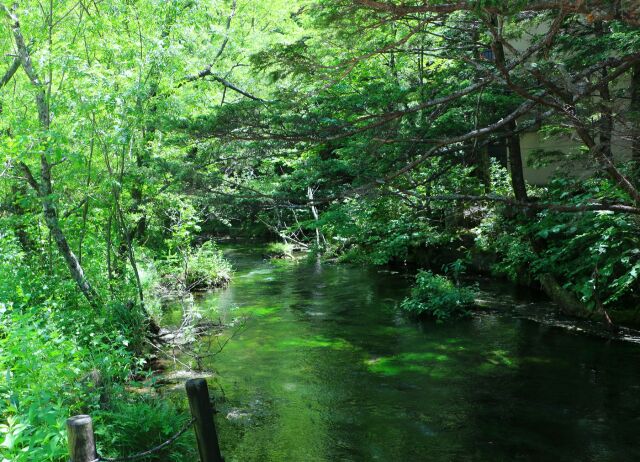 夏の水辺