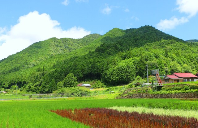 夏の里山