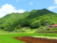 夏の里山