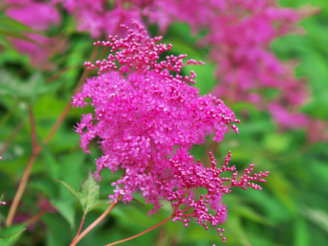 北海道ガーデンの花