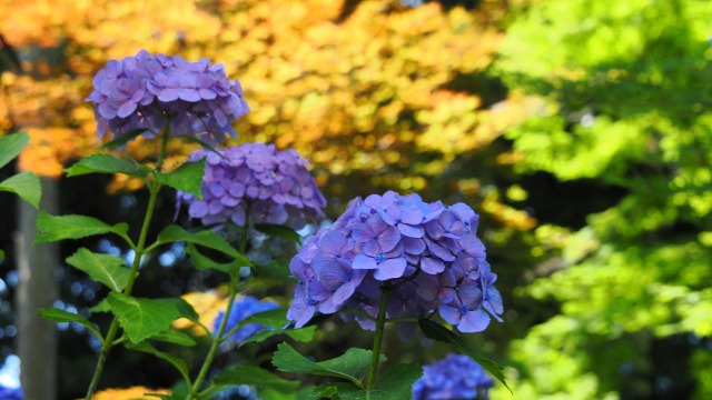 本土寺の紫陽花