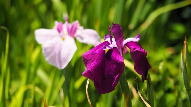 本土寺の花菖蒲