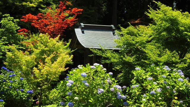 本土寺の紫陽花