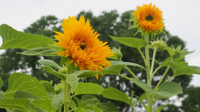 長居植物園の向日葵