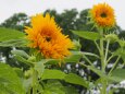 長居植物園の向日葵