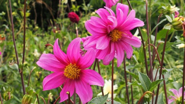 長居植物園のダリア