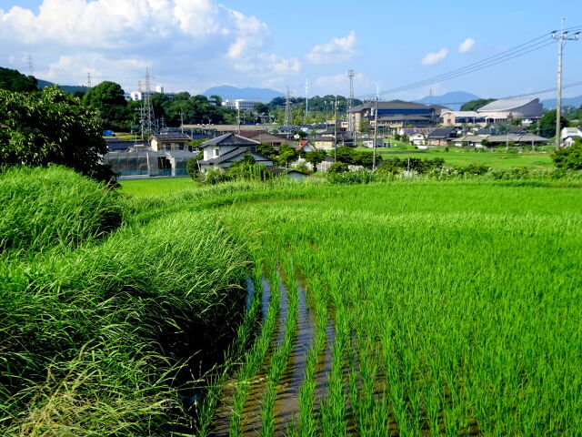 夏の緑の田舎町