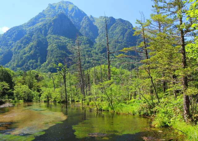 夏の水辺