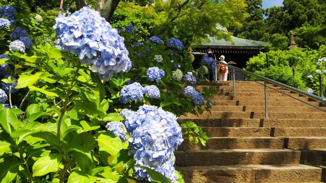 本土寺の紫陽花