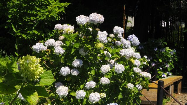 本土寺の紫陽花