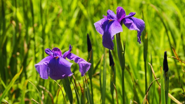 本土寺の花菖蒲