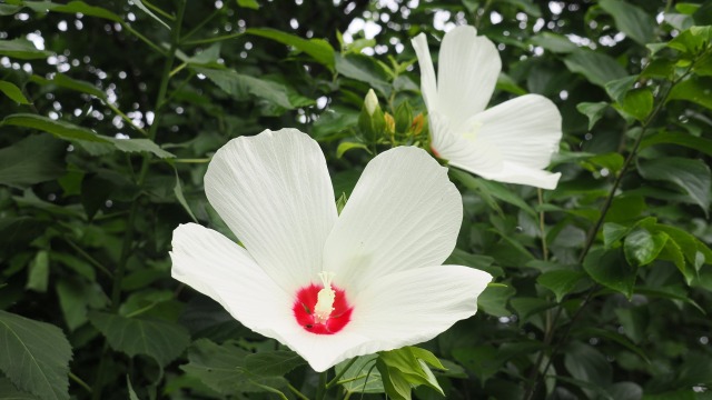 長居植物園のアメリカフヨウ