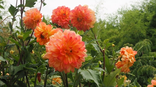 長居植物園のダリア