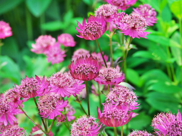 北海道ガーデンの花