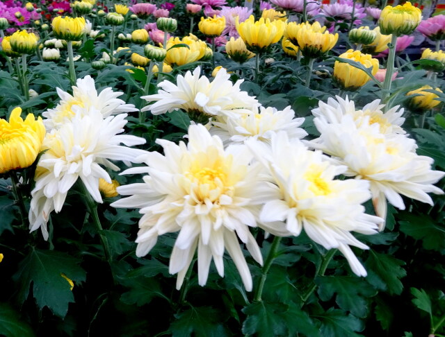 夏に咲いている菊の花