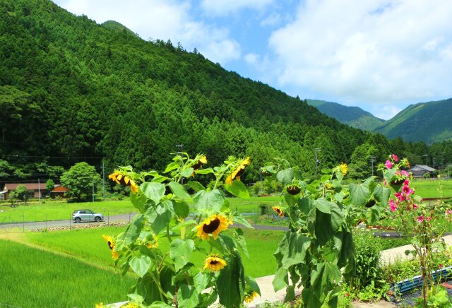 夏の里山