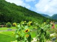 夏の里山