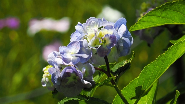 本土寺の紫陽花