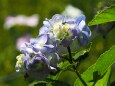 本土寺の紫陽花