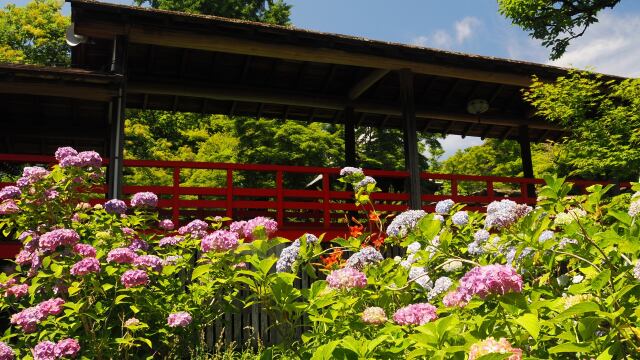 本土寺の紫陽花