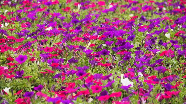 長居植物園のペチュニア