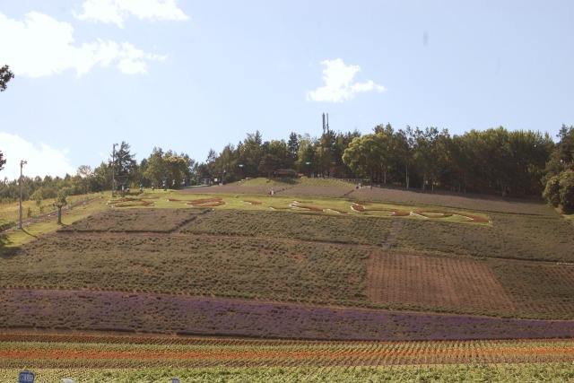 中富良野町営ラベンダー園 2024