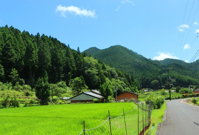 夏の里山