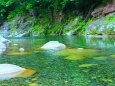 夏の清流