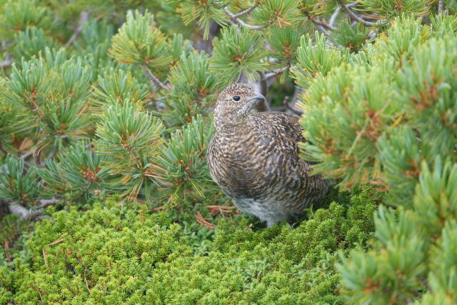 薬師岳のチビ雷鳥4