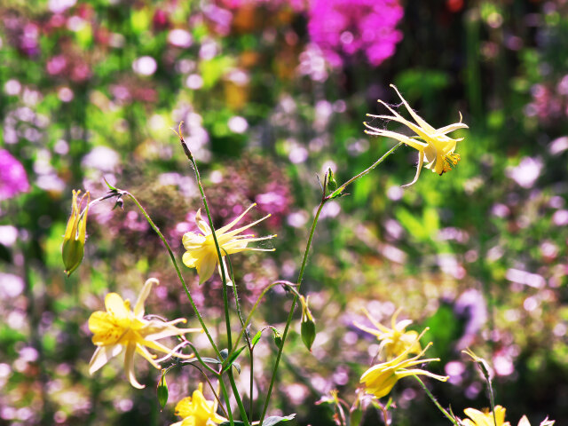 北海道ガーデンの花