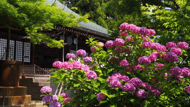 本土寺の紫陽花