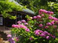 本土寺の紫陽花