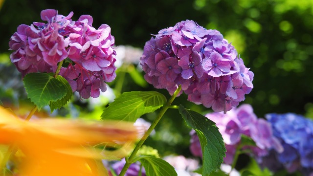 本土寺の紫陽花