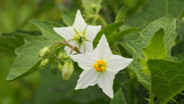 長居植物園のワルナスビ