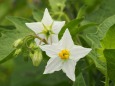 長居植物園のワルナスビ